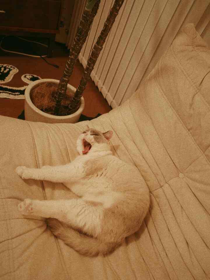 ベージュのソファの上であくびをする猫がいる、縦型ブラインドと温かみのある色調のある居心地の良いリビング