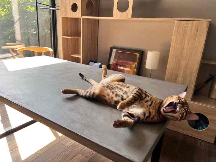 ナチュラルな木目調とグレーのダイニングテーブルが配置されたダイニングルーム、テーブルの上であくびをしている猫がくつろいでいる印象的な空間