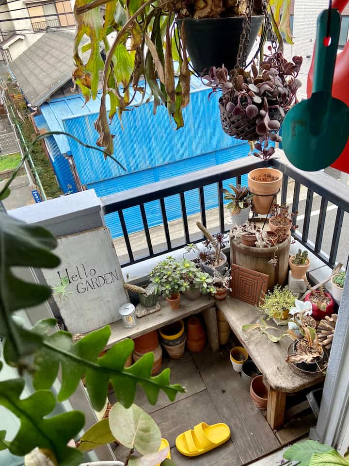 The veranda is a green space...
While hanging them to frame the window frames, we also have large greenery hanging on the balcony.

We recommend laying scaffolding on the floor and displaying unused pots, as this will add depth to the landscape.
#Vintage #グリーンインテリア #観葉植物 #ベランダインテリア #ベランダ