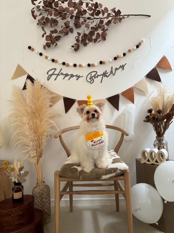 A warm brown and white toned living room featuring a wooden chair with a dog wearing a birthday hat and dried flowers creating a cozy atmosphere