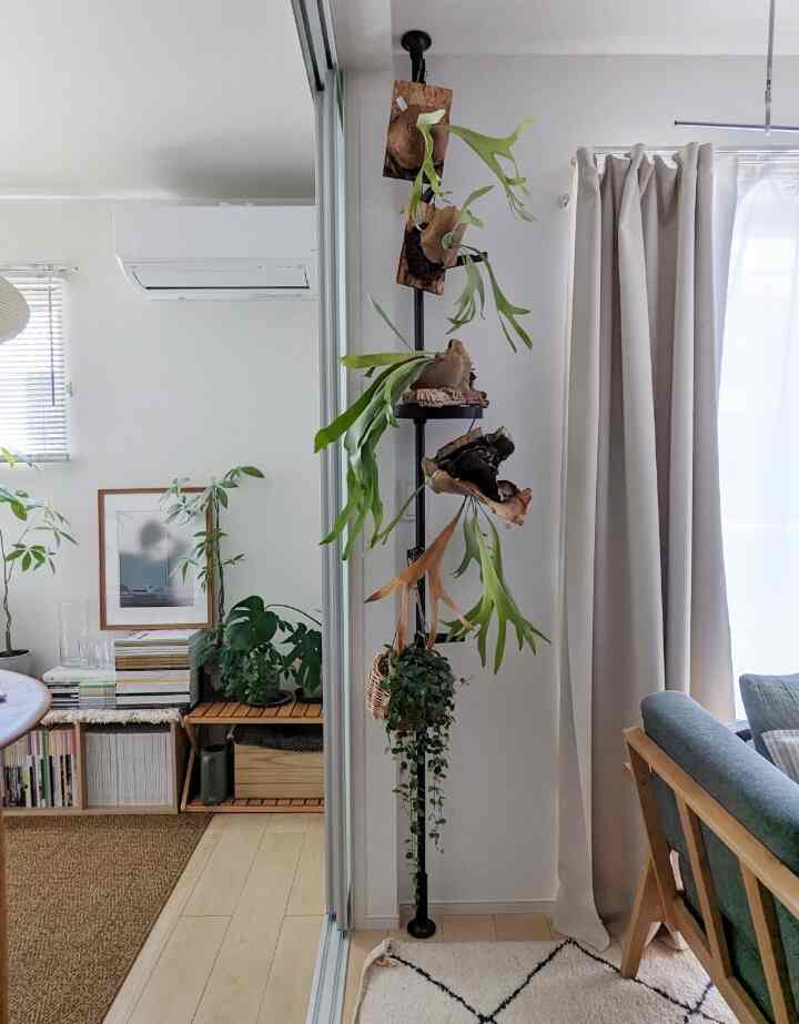 植物たちの置き場に困ってなくなくこのようなレイアウトに😅

#観葉植物 #観葉植物のある暮らし #突っ張り棒 #イッタラ #アアルトベース #ベニワレンラグ #ベニワレン