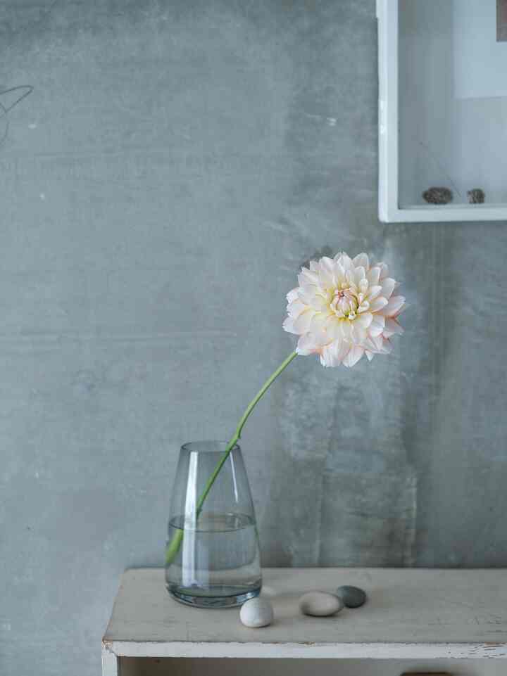 近所の花屋さんで買ってきたダリア。大ぶりで存在感があって可愛い。

#interior #myroom #antique #diy #renovation #インテリア #賃貸インテリア #ひとり暮らし #賃貸暮らし #アンティーク #リノベーション #古道具 #暮らしの記録 #古道具のある暮らし #蚤の市