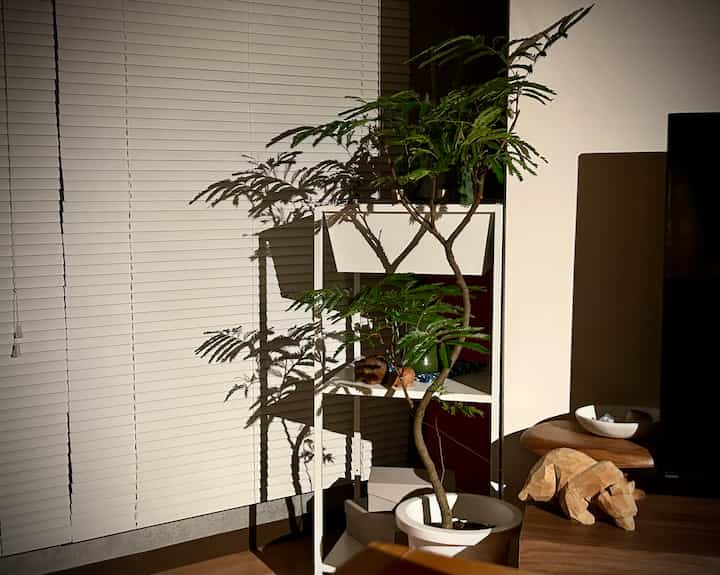 2024.4.3

我が家に念願のエバーフレッシュがやってきた!🌿

いつか迎えようと思い気にいる形を探していて
近くのホームセンターで良さそうと思っていたこの子

ちょっと様子見で他のも色々探したけどやっぱりこれが1番素敵!

#エバーフレッシュ #観葉植物 #木彫り熊 #IKEA #植物インテリア  #一人暮らし #ワンルーム #賃貸