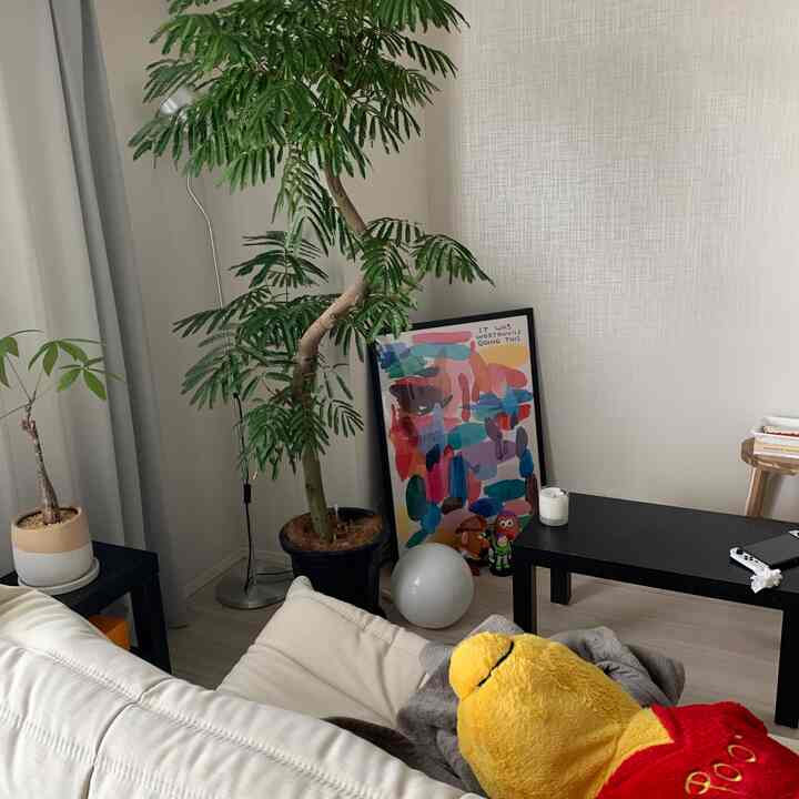 白い壁と木目調の床が調和した1LDKリビング、ソファとコーヒーテーブル、大きな植物が配置されたシンプルなインテリア