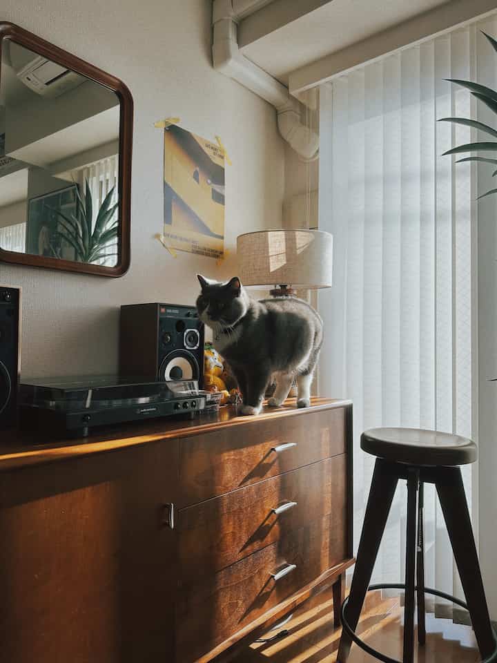 Mid-Century Modern living room featuring wood-toned cabinet, beige table lamp, and white vertical blinds, with a gray cat standing on the cabinet