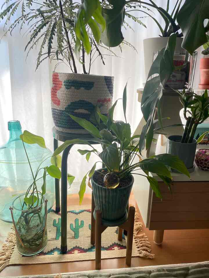 暖かくなってきて植物うれしそう🪴💕

#賃貸暮らし
#築古賃貸
#カラフルインテリア
#interior
#観葉植物のある暮らし
#観葉植物のある生活
#インドアグリーン
#indoorplants
#一人暮らし
#一人暮らしインテリア
#インテリア雑貨
#レコードのある暮らし
#海外インテリア
#韓国インテリア
