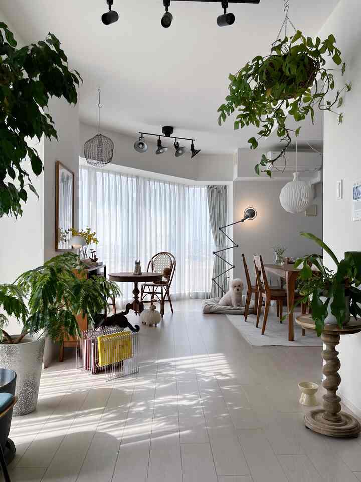 Bright white-toned dining room featuring natural wood furniture and green plants, welcoming space shared with pets