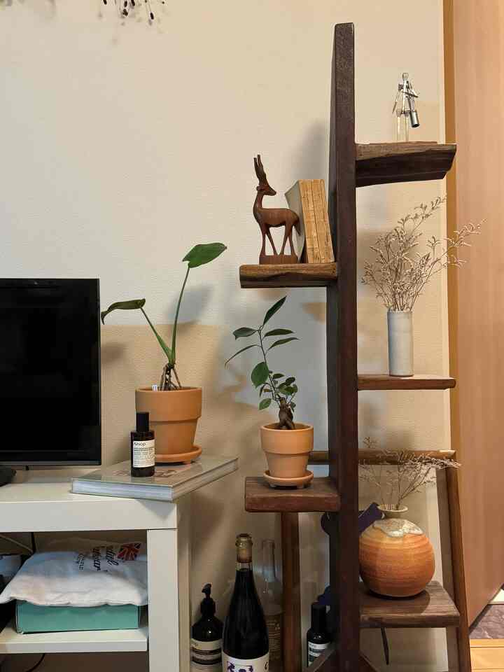 I got matching pots for a change of pace 🪴

#Green #プランター #モンステラ #ガジュマル #鉢 #鉢皿 #aesop