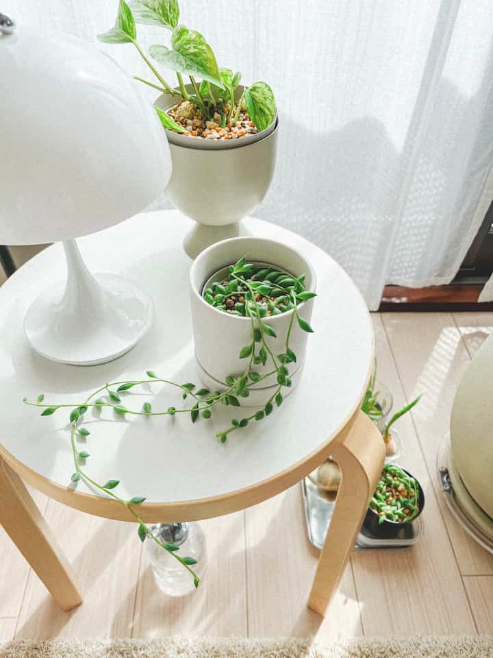 グリーンネックレスがすくすく育ってきたので、気温がもう少し安定してきたら植え替えてハンギングしたい🪴 #観葉植物 #グリーンネックレス