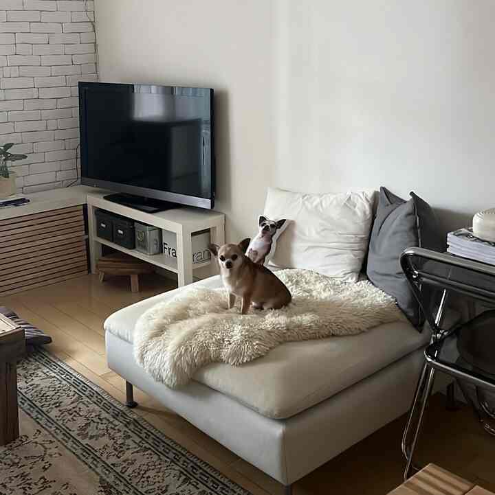 Living room with white and natural wood tones featuring a central sofa with two dogs sitting comfortably