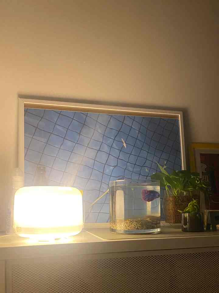 Pemandangan sebelum tidur 🐟~

#MUJI #ディフューザー #ベタ