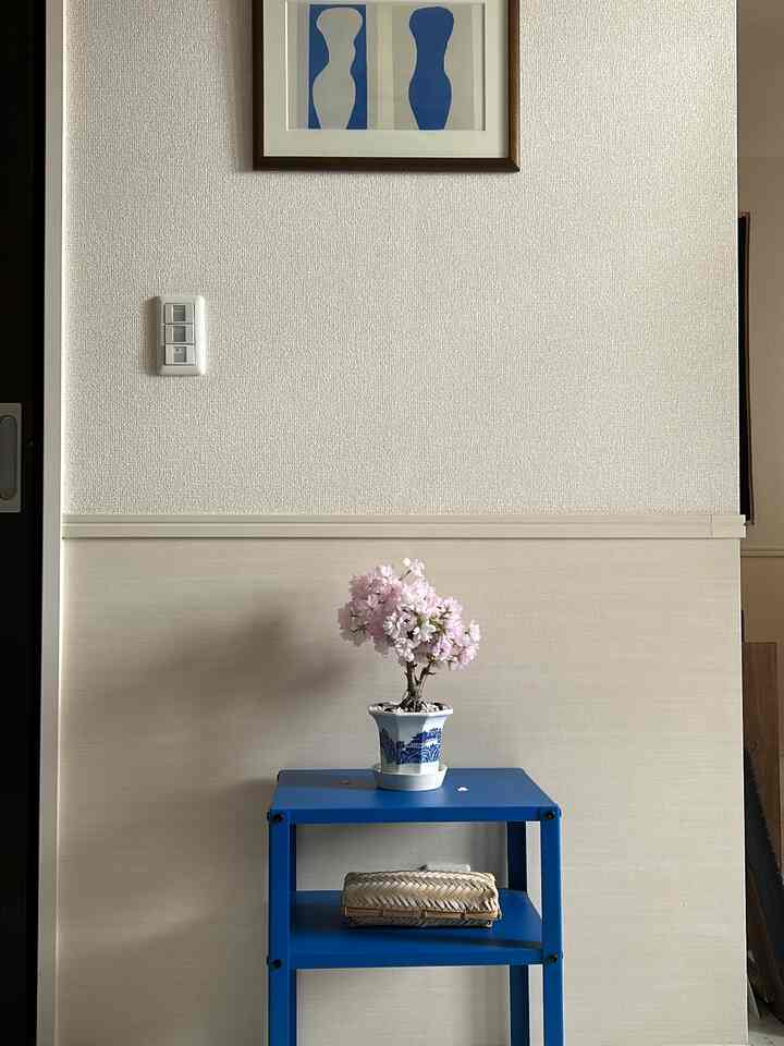 Cherry blossom viewing at home🌸
#Houseplants #桜 #IKEA #サイドテーブル #さし色