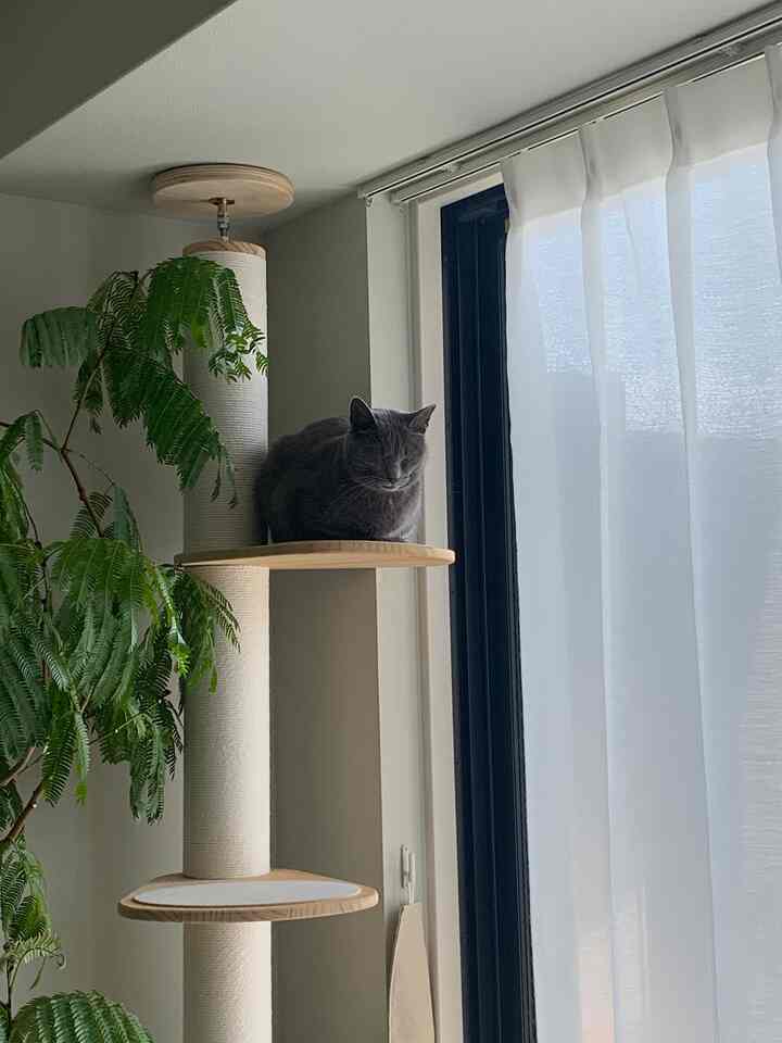#猫とインテリア #猫と家 #キャットタワー
#賃貸インテリア #賃貸暮らし #動物との暮らし
#観葉植物 #観葉植物インテリア #植物インテリア 
