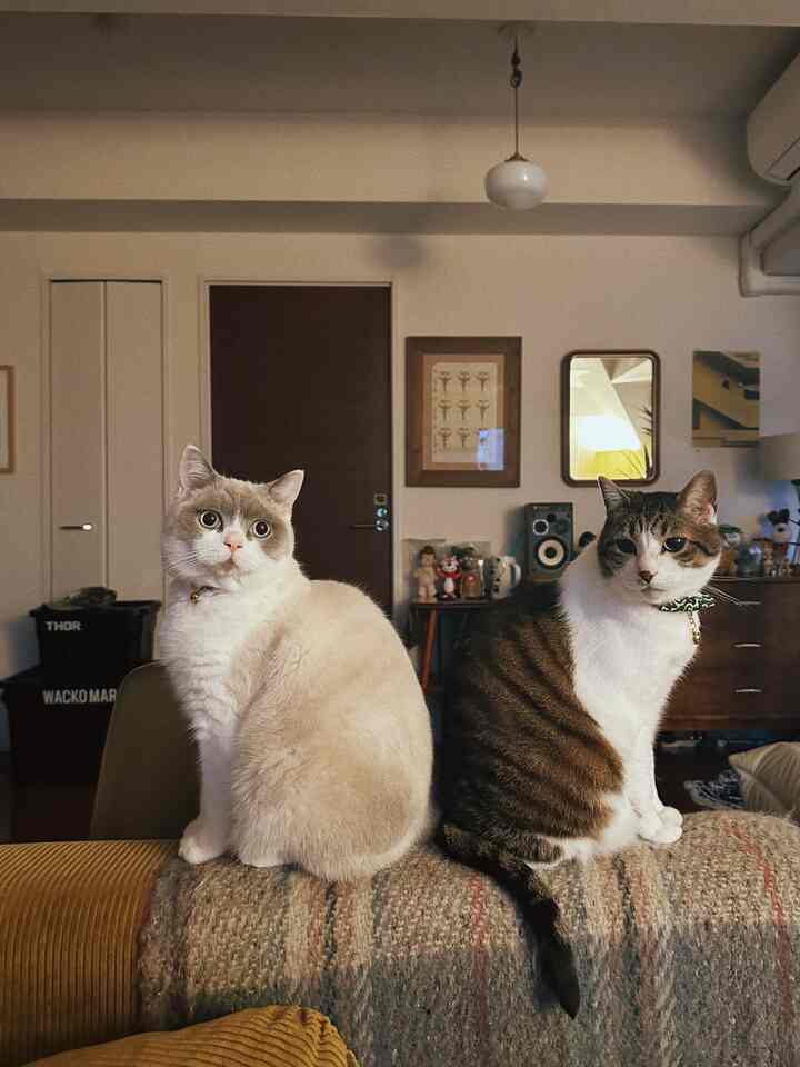 ブラウンとホワイトの色調のリビング、ソファなど主要家具が配され、2匹の猫がくつろぐミッドセンチュリー モダンの雰囲気あるインテリア