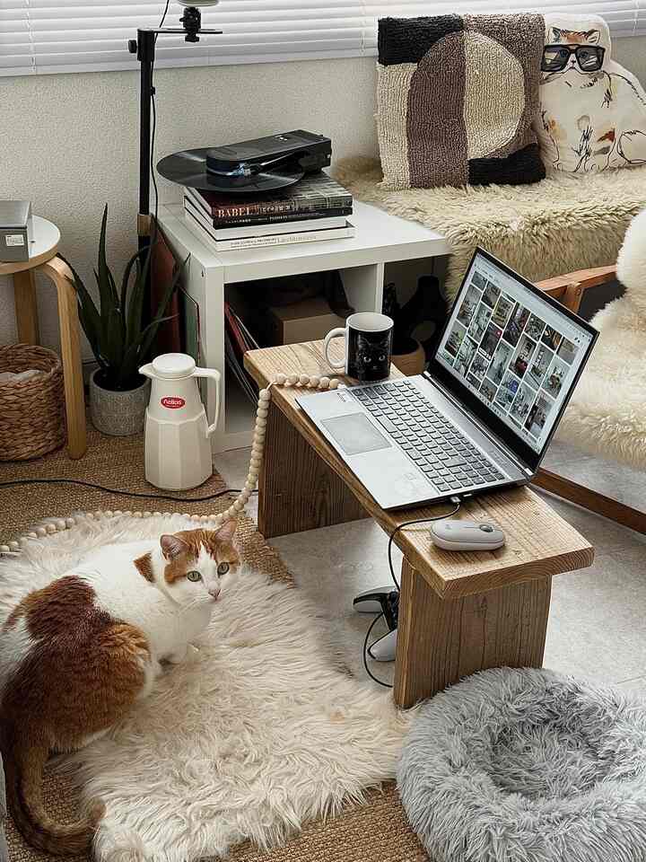 Natural-toned living room featuring a wooden bench desk, white one-tier bookshelf, and three relaxed cats in a simple setting
