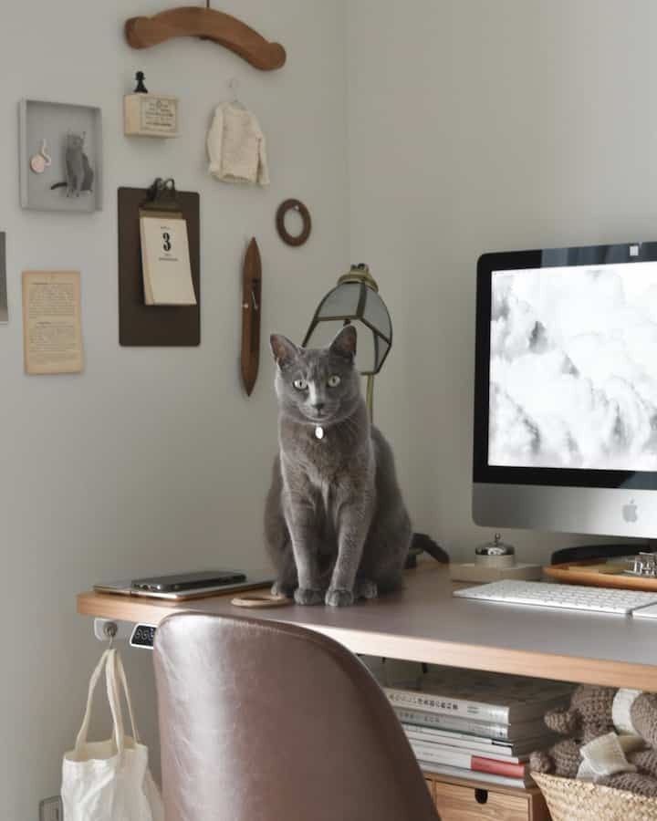 お邪魔猫。

よく動画で見かけるお邪魔猫とその飼い主。
もう慣れてるのかノールック片手であやして仕事してる達人たちとはまだ肩を並べません。私はガン見で仕事放棄して構いまくります笑　

#賃貸インテリア #賃貸暮らし #二人暮らし #アンティーク #古家具 #古道具 #狭い部屋 #猫とインテリア #猫とアンティーク #1LDK #アンティークインテリア #マンション暮らし #cat #猫 #グレー猫 #flexispot #猫 #お邪魔猫 #デスクツアー #デスク周り