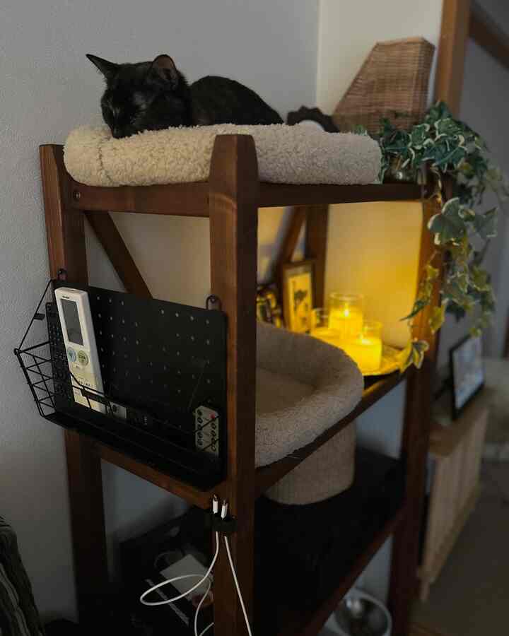 Cozy space featuring wood-tone shelves with a resting cat on pet beds and warm candlelight ambiance