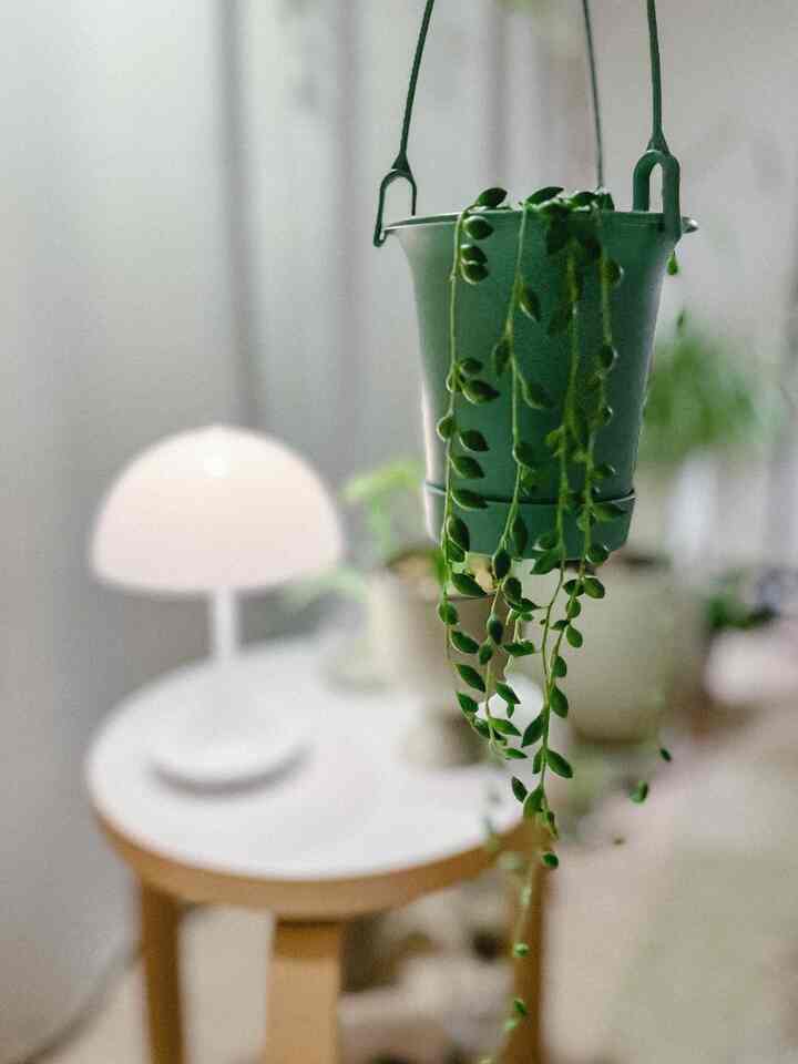 グリーンネックレスを植え替えてハンギングしました🍃 #観葉植物 #グリーンネックレス