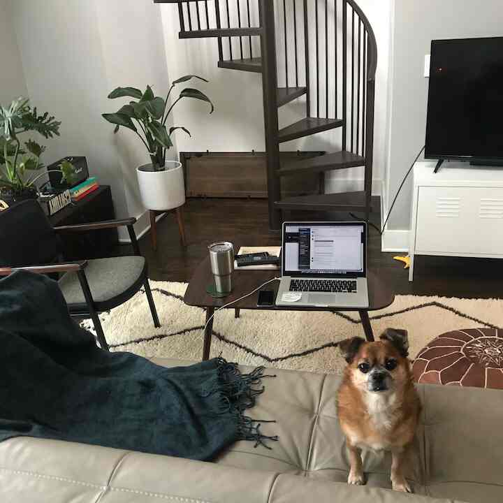 Working from home with my furry co-workers. 🐾💼 #WorkFromHome #FurryFriends #HomeOfficeLife