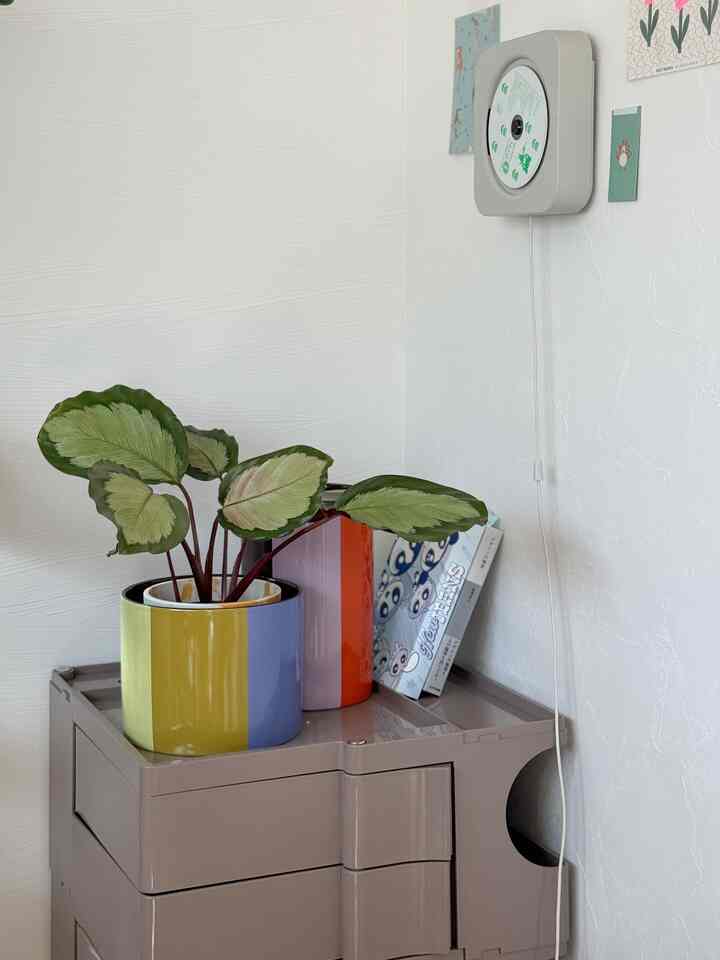 TESAMMANSの鉢🎨ボビーワゴン上がどうも気に入ってないので、とりあえずフラットにするパーツが欲しい🤔
#IKEA #TESAMMANS #ボビーワゴン