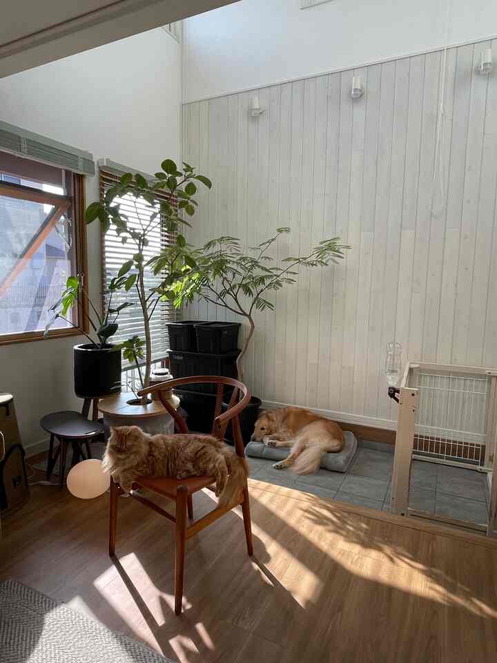 ナチュラルな色調のリビングルーム、窓辺に置かれた植物と木製の椅子、猫と犬がくつろぐ雰囲気のあるインテリア
