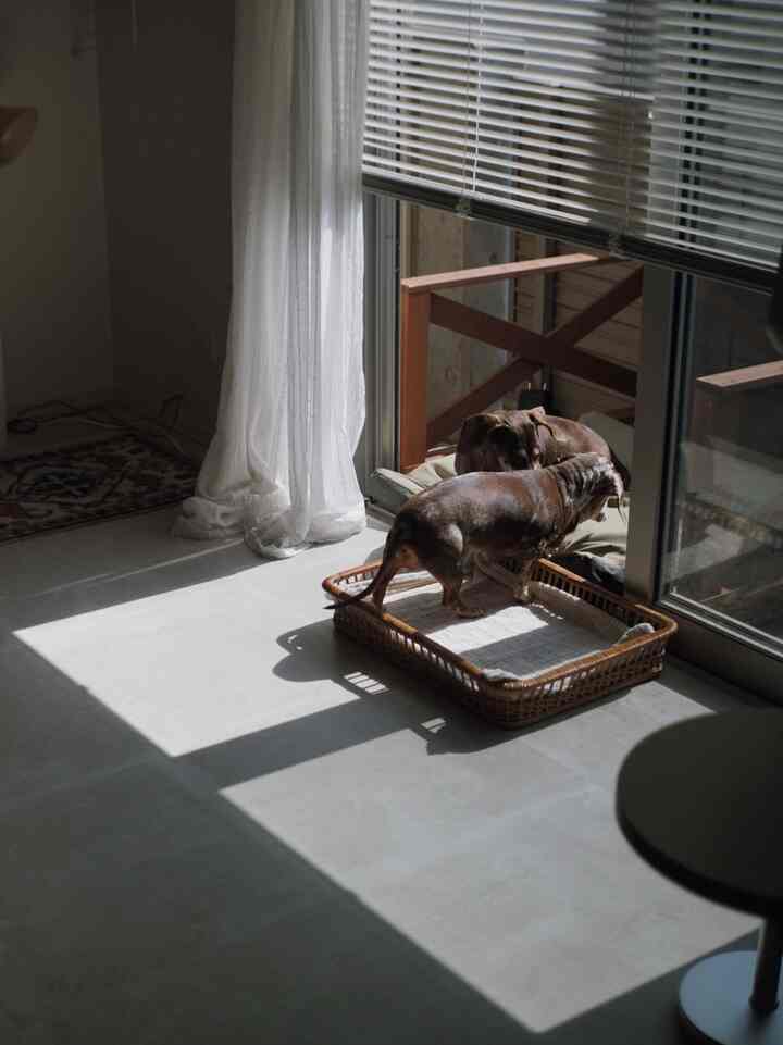 白いカーテンと木目調のベランダがある空間で、2匹の犬がペットベッドの上で日差しを浴びている自然でモダンなインテリア