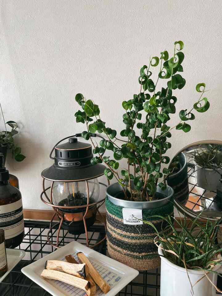 #パロサント
#Tanaman dedaunan