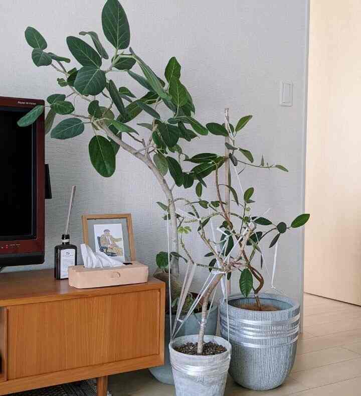 観葉植物の成形中🌿
ビニール紐の見た目は...🤣

#アポテーケ #apotheke #観葉植物 #観葉植物のある暮らし #henderscheme #エンダースキーマ