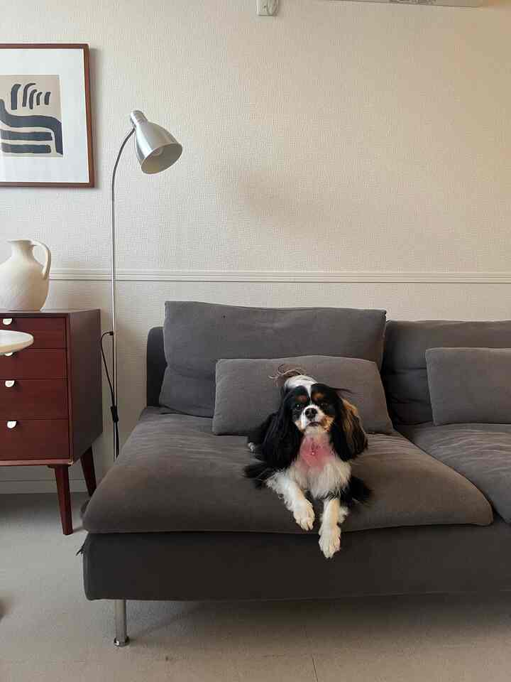 Gray-toned living room space featuring a sofa with a dog seated center, showcasing a simple and natural interior