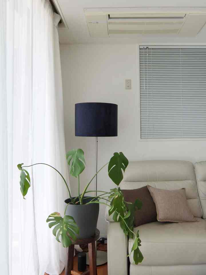 Bright white and natural toned living room featuring cream leather 3-person sofa, floor lamp, and large green plant with serene atmosphere