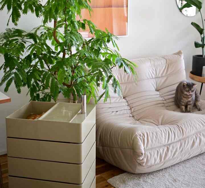 ナチュラルな色調のリビングルーム、ベージュのソファと大きな緑の植物があり、猫がくつろいでいる印象的な空間