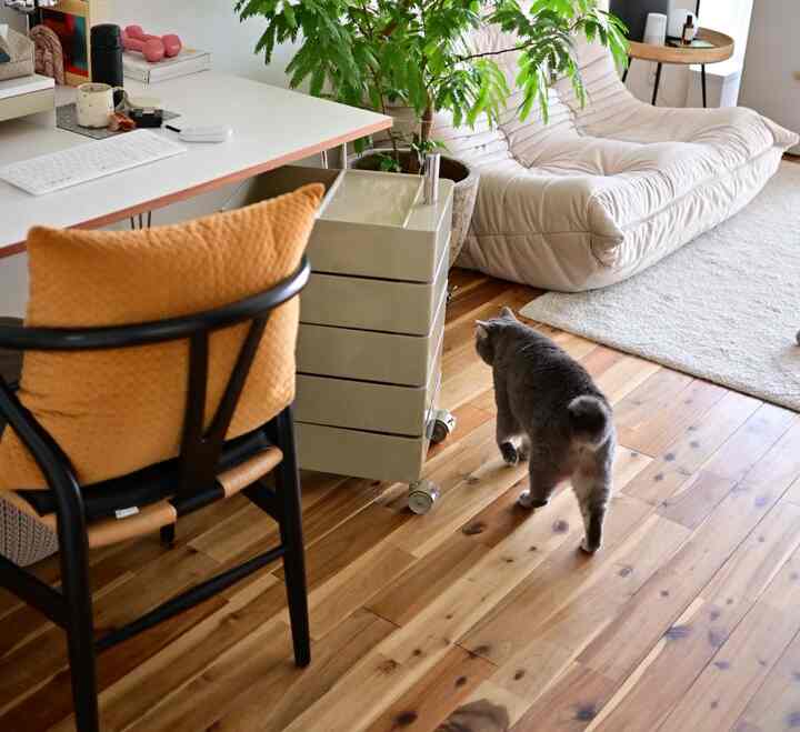 木目調の床とナチュラルなトーンのコンパクトなリビングスペース、猫とソファ、デスクとオフィスチェアが配置された印象的な空間