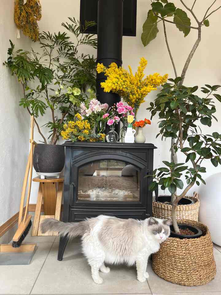 Cozy living space with a black wood stove adorned with yellow flowers and assorted plants, featuring a fluffy cat in front.
