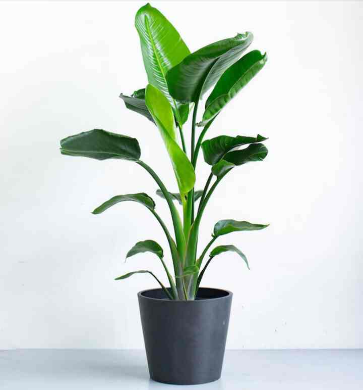 オーガスタ L 観葉植物