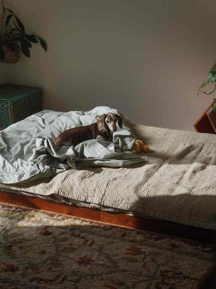 Natural-toned bedroom featuring a beige bed with a dog resting, creating a peaceful atmosphere