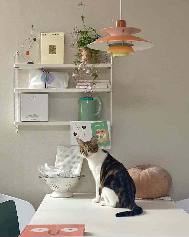 A space for both adorable kitties and cuddly corners. 🐱💖 #CatLoversHaven #CozyCats #HomeSweetMeow