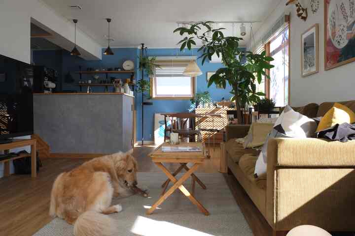ナチュラルな木目調とブルーのアクセントウォールが調和したリビング、ソファとダイニングテーブル、犬がいる暖かく自然な雰囲気の空間