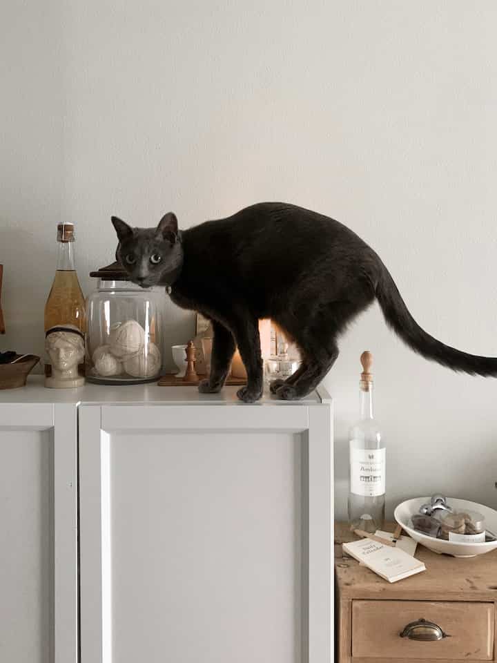 白い壁とキャビネットの上にグレーの猫が立つ、落ち着いたヴィンテージ感のあるインテリア