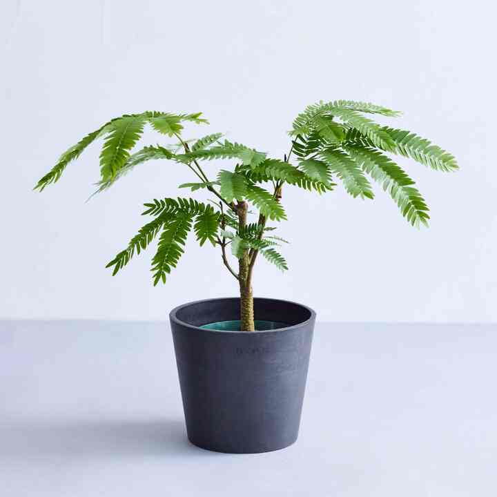 エバーフレッシュ Table-M