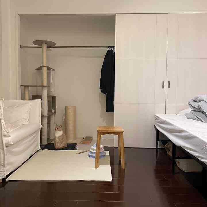 Monotone white and dark brown single household room featuring cat and cat tower in a neat setting