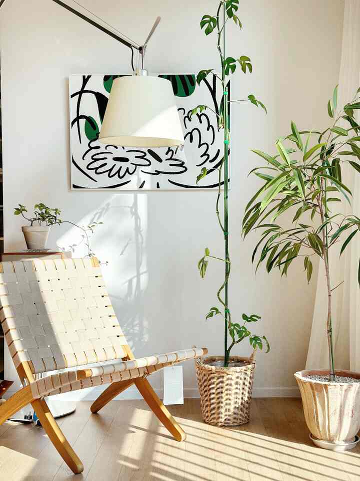 A relaxing space adorned with plants. #GreenSanctuary #PlantLife #NatureNook