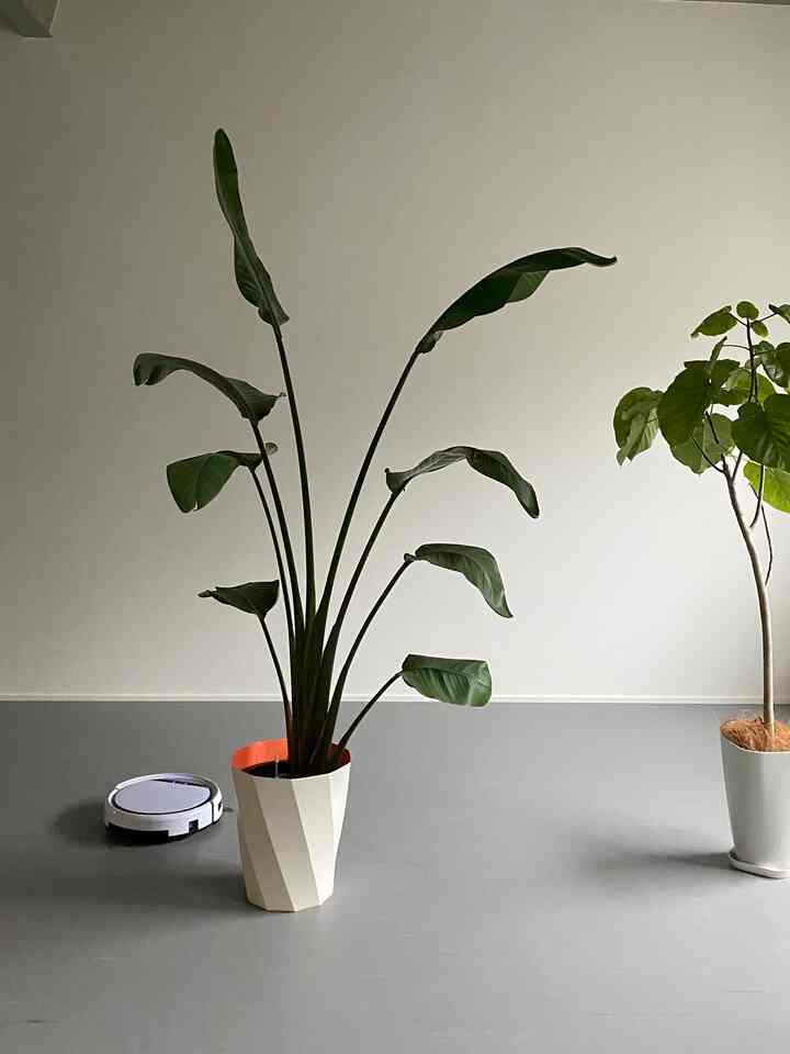 連休は掃除と植物のお世話から🧹🌿

#観葉植物 #植物のある生活 #掃除