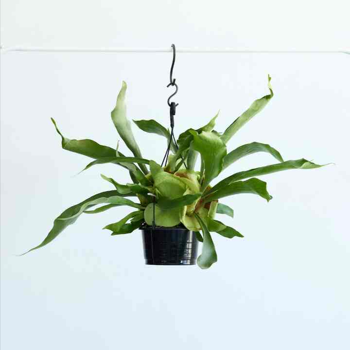 ビカクシダ・ネザーランド -ハンギング-