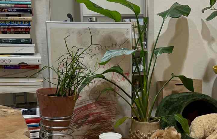 ナチュラルな雰囲気のリビング、巨大な植物と額装アートが配置された印象的な空間