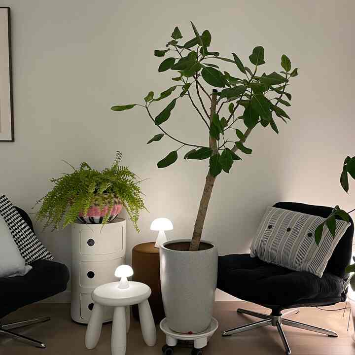 Decorating with armchairs instead of bulky sofas. #ArmchairStyle #SpaceSaver #ChicInteriors