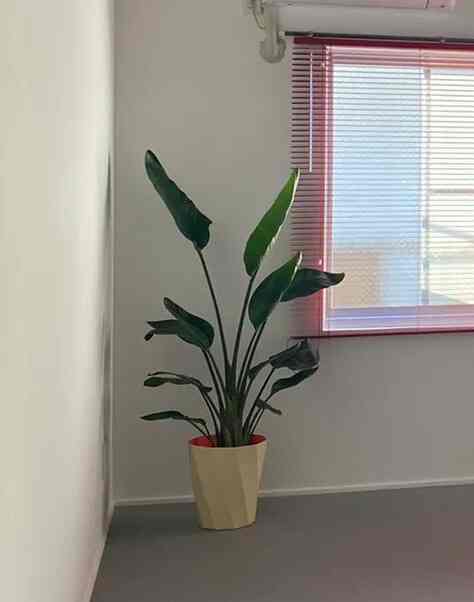 Empty corner space with white walls, gray floor, pink blinds, and a beige pot holding a tall green plant