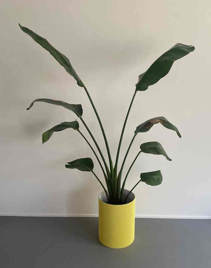 自分の身長より大きくなったオーガスタ🪴

8号の鉢のときはHAYのゴミ箱にピッタリで可愛かったけど、10号に進化したので新しい鉢カバーを購入◎

段ボール製なのでお高くないし、重くない！カラフルでかわいいアイテムみつけました🥳

#KAKOU #観葉植物 #植物のある生活 