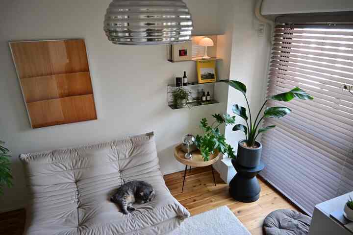 Natural wood-tone flooring living room with silver pendant light and a cat resting on the sofa