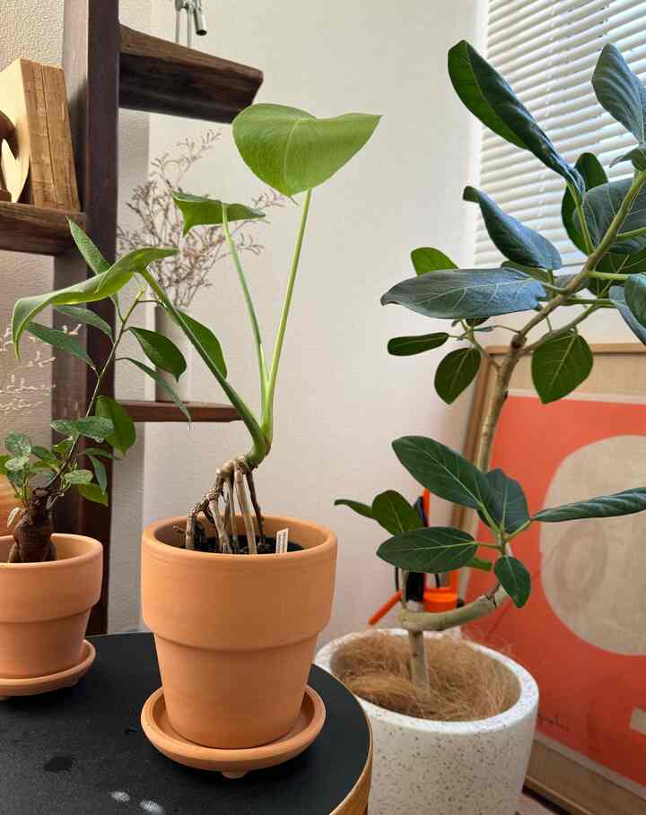 あっという間に三つ子へ🌱

#モンステラ #グリーン #成長 #成長記録