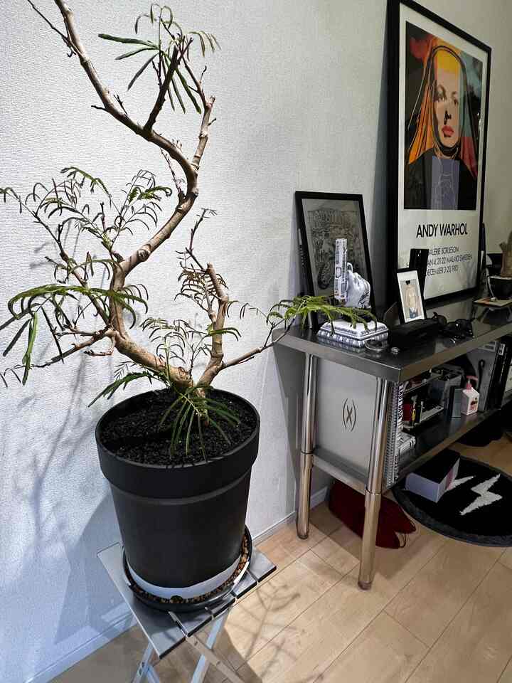 白い壁とライトブラウンの床、スツールの上に置かれた大きな植木鉢とアンディ・ウォーホルの壁アートがあるモダンな室内